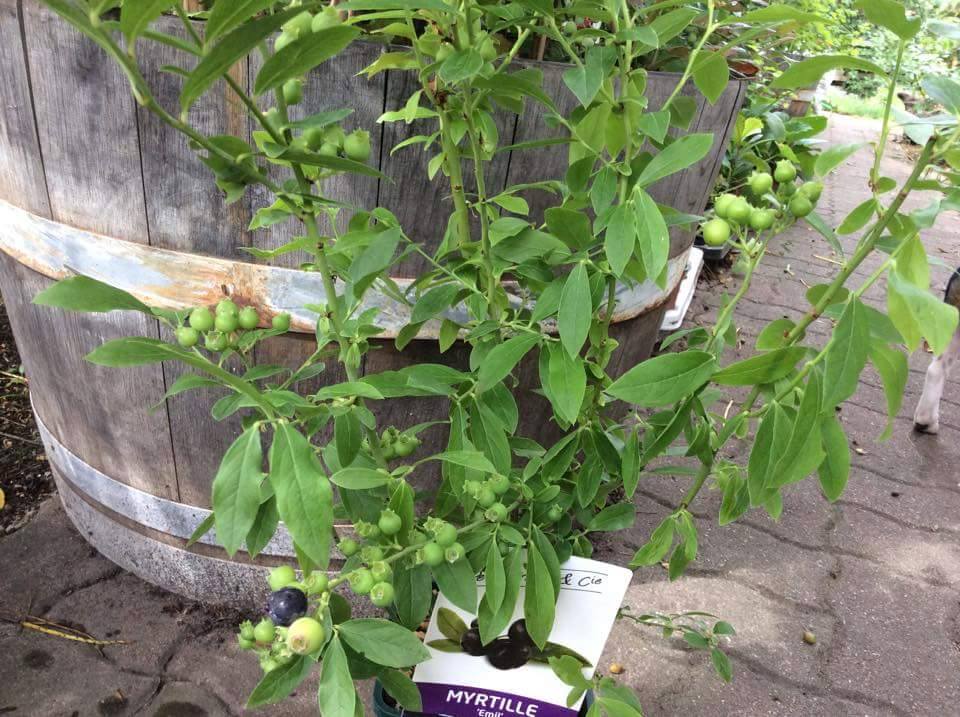 ต้นบลูเบอร์รี่ (Blueberry)