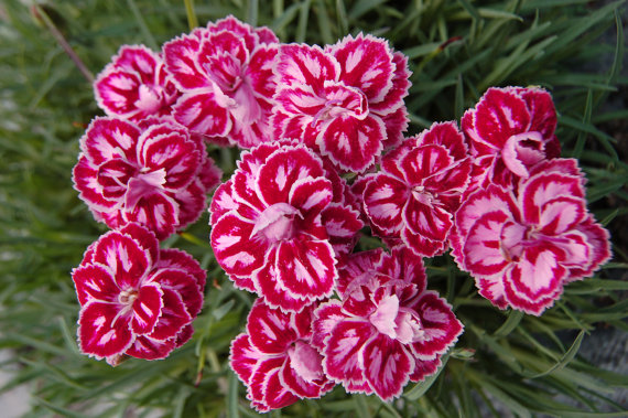 Dianthus Barbatus Carnation Sweet William