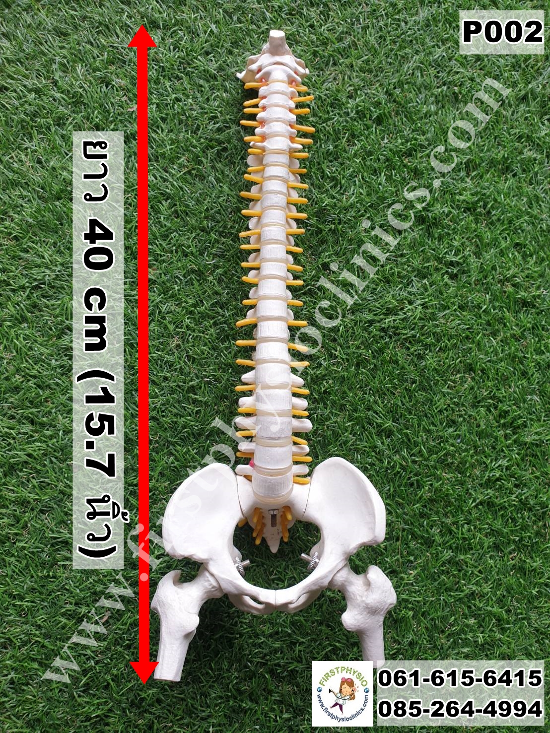 โครงกระดูกจำลอง / หุ่นจำลองโครงกระดูกสันหลัง [Skeletal Model]