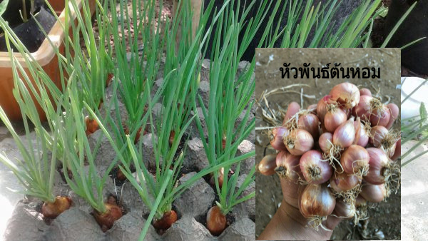 ต้นพันธุ์หอมพร้อมปลูก Price : 30 บาท (40 หัว) ขนาดบรรจุ: 40 หัว