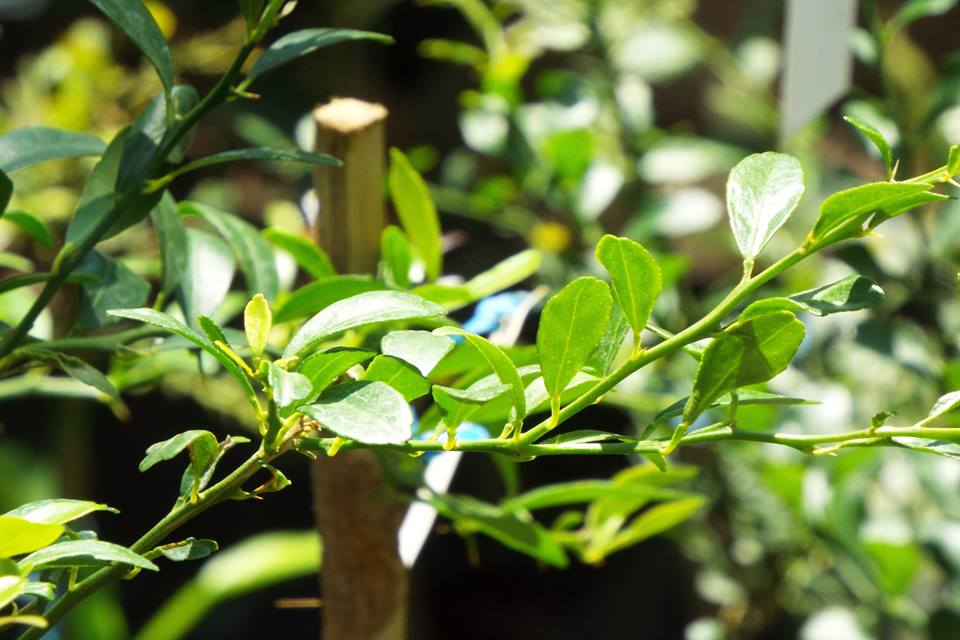 มะนาวนิ้วมือ ((Finger Lime)) เสียบยอด พันธุ์ ริดเรด