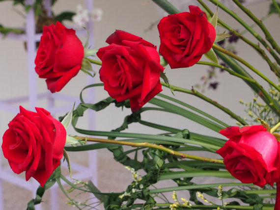 Red Roses Fire Bush Rose Garden Double Flower