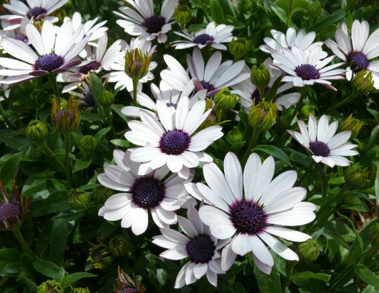 Osteospermum African Daisy Sky and Ice O Ecklonis White Purple Eye Flower