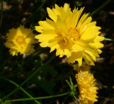 Coreopsis Sunray Tickseed Flower