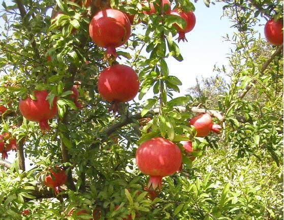 Turkey Giant Pomegranate seeds Punica Granatum Shrub Fruit Tree