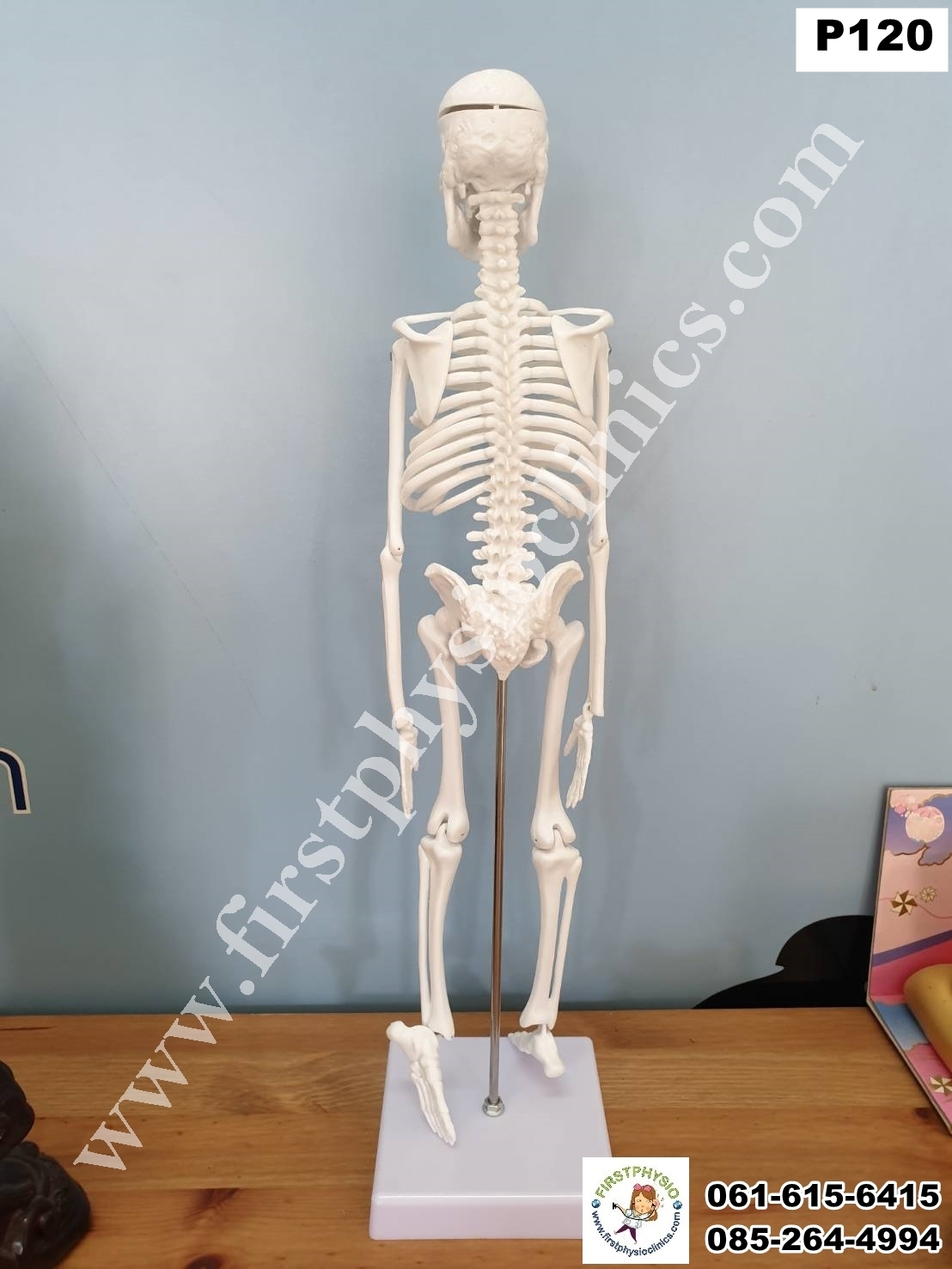 โครงกระดูกจำลอง / หุ่นจำลองโครงกระดูก
