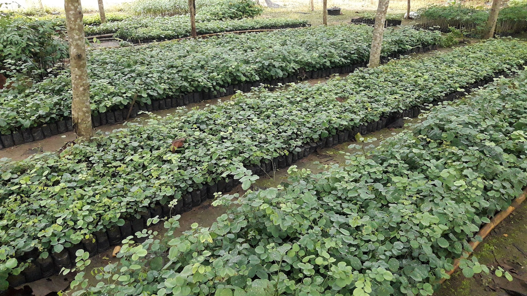 ต้นพยุงไทย ชุดละ 100 ต้น รวมค่าส่งแล้ว