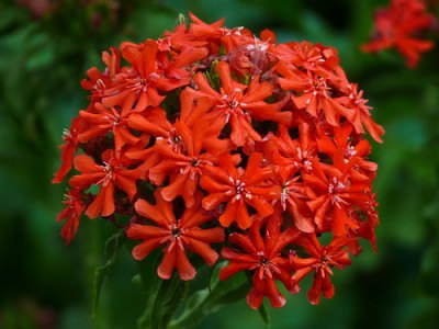 133000 เมล็ด 100 กรัม Lychnis Campion Catchfly Jerusalem Maltese Cross Flower