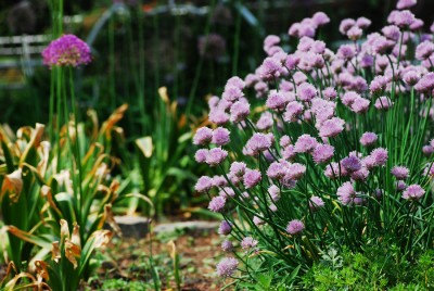 Allium Schoenoprasum Wild onion garlic chives