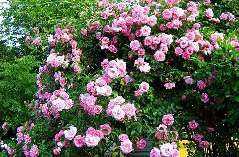 Climbing Rose Seeds Climber Pink Perennials Flower
