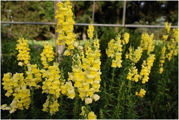 Antirrhinum majus Snapdragon Creamy Yellow