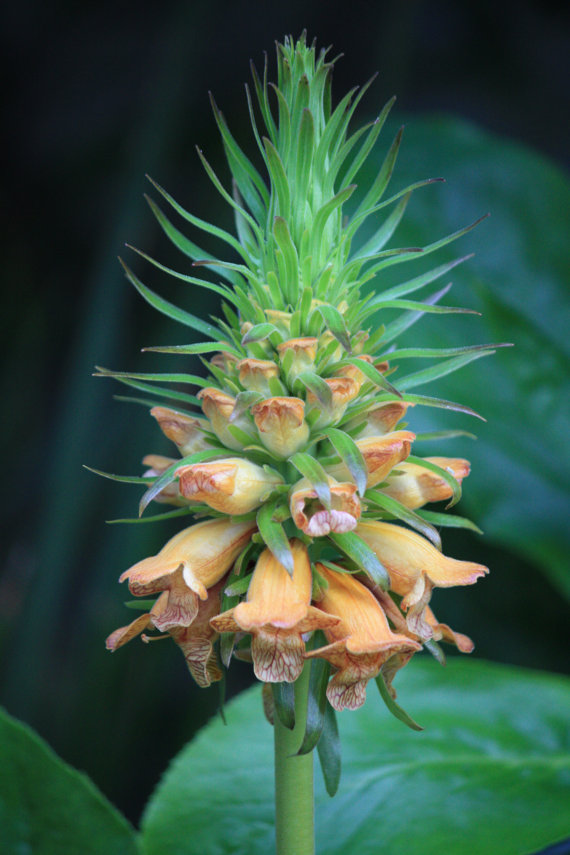 Digitalis Foxglove foxy Mix Dead Mans Bells Witches Gloves