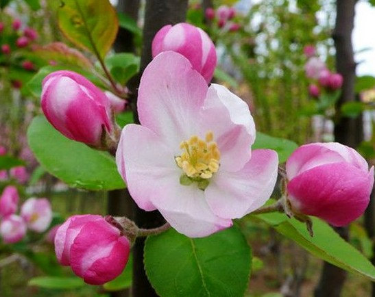European Crab Apple Seeds Malus micromalus Midget crabapple Malus sylvestris Tree