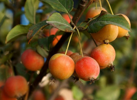 European Crab Apple Seeds Malus micromalus Midget crabapple Malus sylvestris Tree