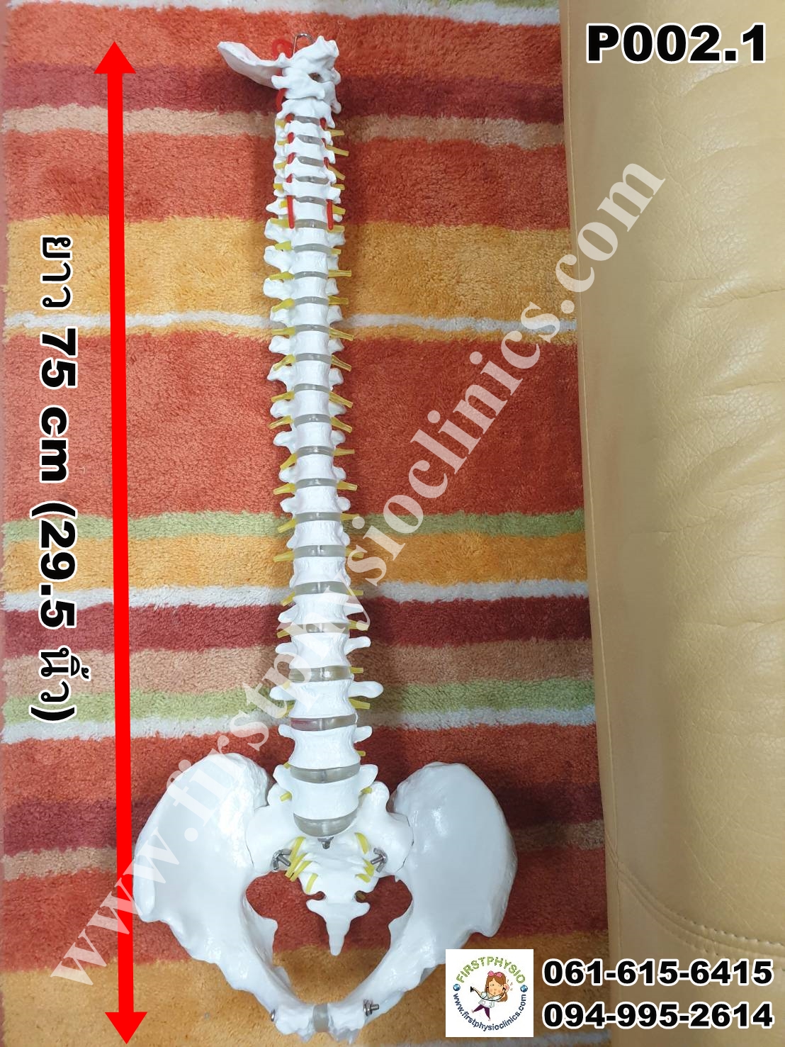 โครงกระดูกจำลอง / หุ่นจำลองโครงกระดูกสันหลัง [Skeletal Model]