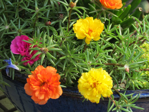 Portulaca sun Purslane Moss Rose Pigweed Mixed