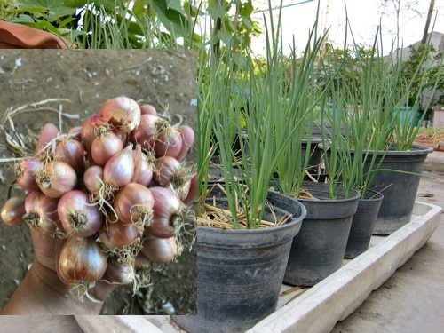 ต้นพันธุ์หอมพร้อมปลูก Price : 30 บาท (40 หัว) ขนาดบรรจุ: 40 หัว