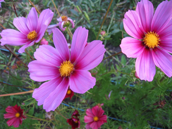 14000 เมล็ด 100 กรัม Garden Cosmos Pink Day Dream Flower