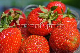 Giant strawberry ชุดใหญ่ 500 เมล็ด