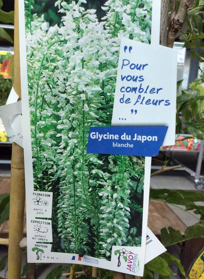 ต้นวิสทีเรีย นำเข้า เลือกสีได้