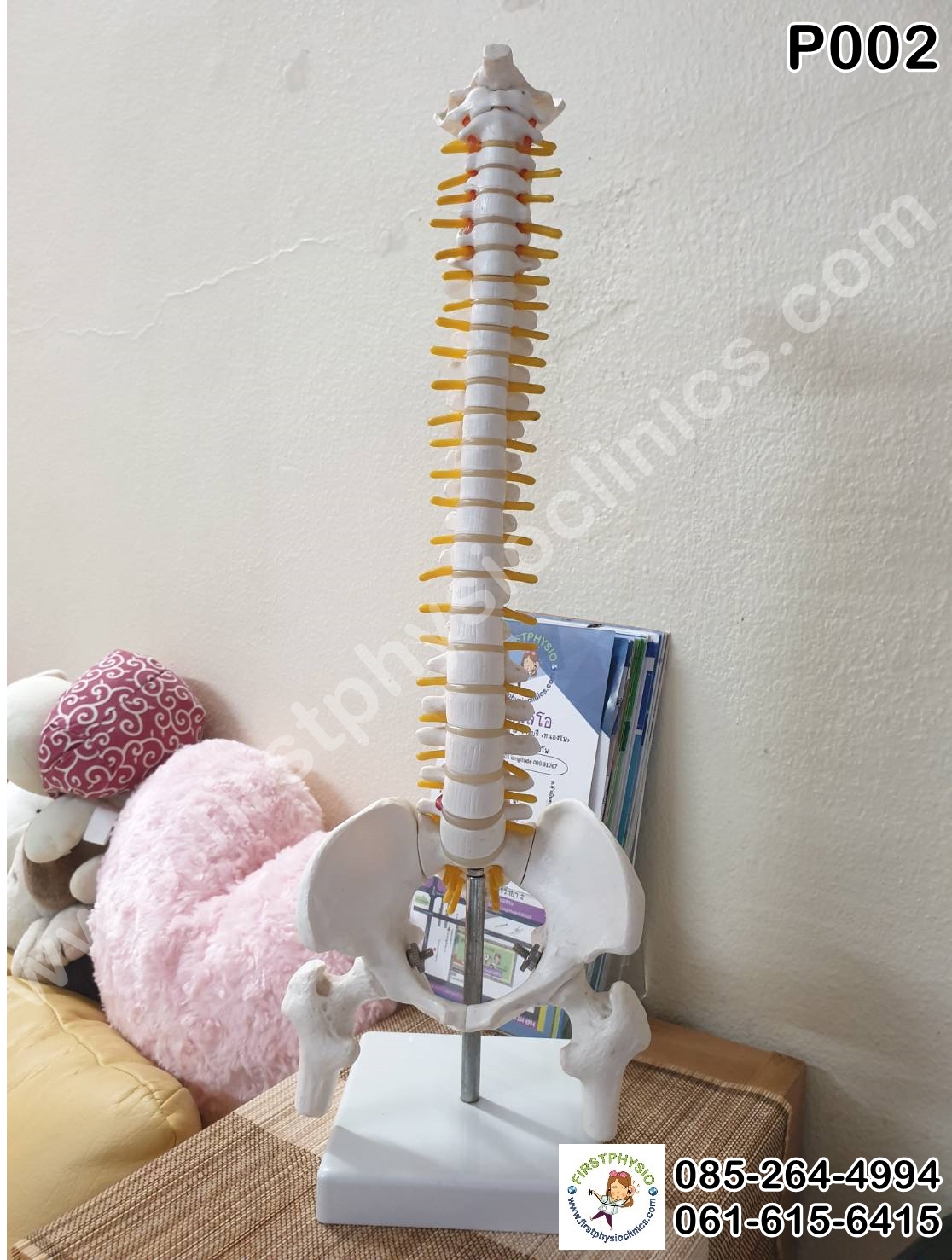 โครงกระดูกจำลอง / หุ่นจำลองโครงกระดูกสันหลัง [Skeletal Model]