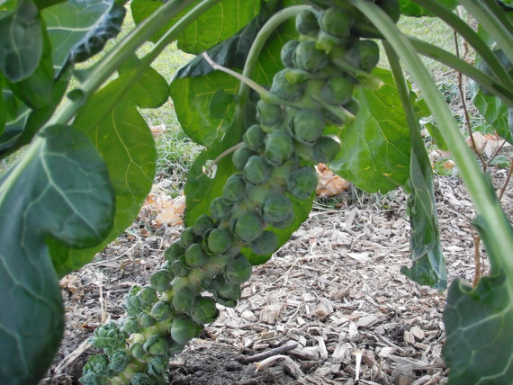 giant Brussels sprouts seeds