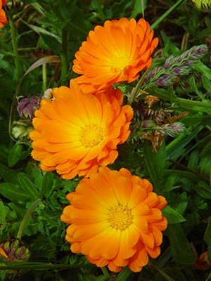 100 กรัม 7500 เมล็ด Calendula officinalis Pot English Marigold Orange