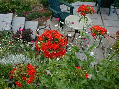 133000 เมล็ด 100 กรัม Lychnis Campion Catchfly Jerusalem Maltese Cross Flower