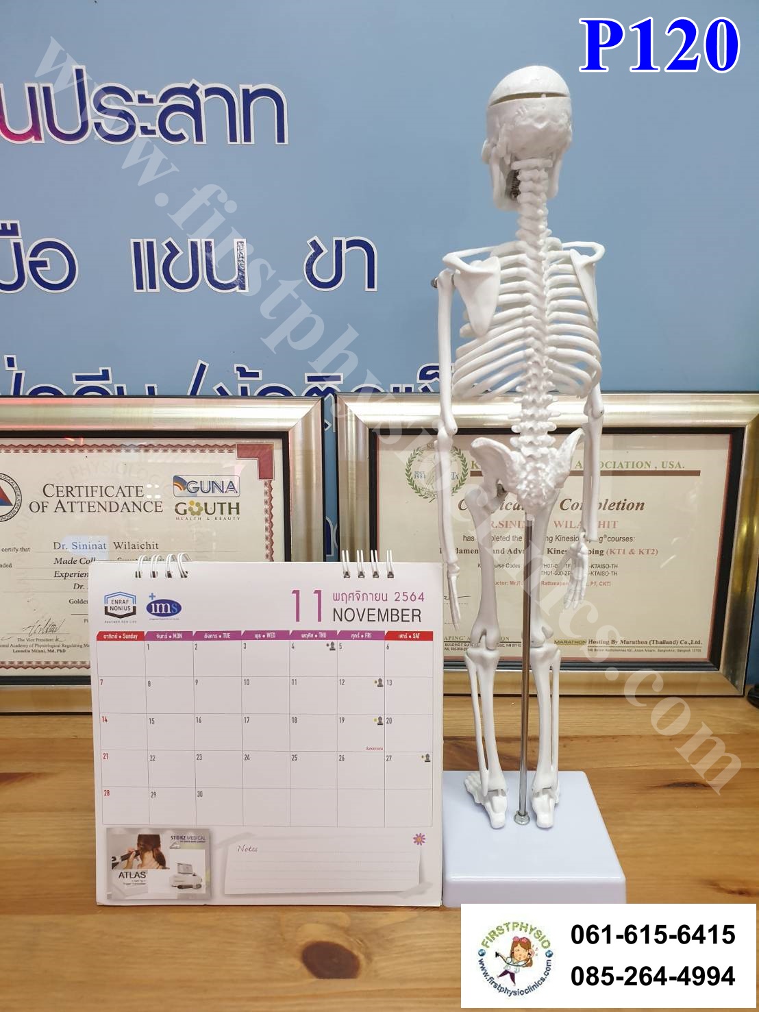 โครงกระดูกจำลอง / หุ่นจำลองโครงกระดูก