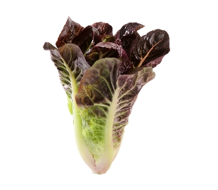 ผักสลัดเรดคอส red cos lettuce