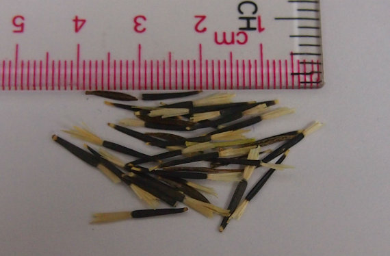 37000 เมล็ด 100 กรัม Tagetes patula Marigold Signet Pot Orange Red Flowers