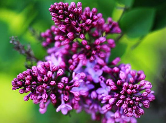 Syringa oblata Early Lilac Shrub Tree(20) เมล็ดดอก Syringa oblata Early Lilac Shrub 20 เมล็ด