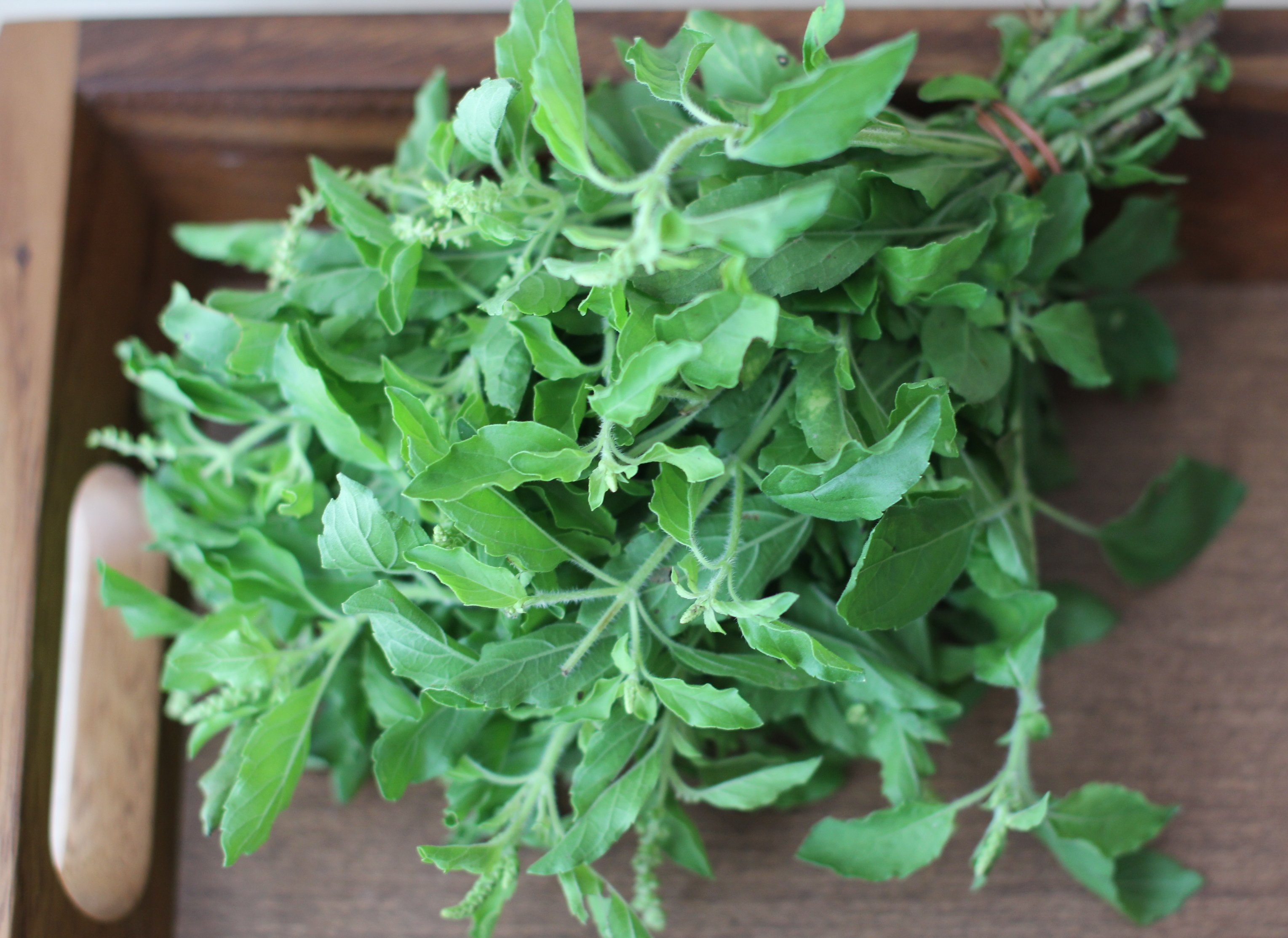 กะเพราเขียว-ขาว Holy Basil Green