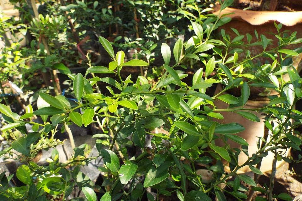 มะนาวนิ้วมือ ((Finger Lime)) เสียบยอด พันธุ์ ริดเรด