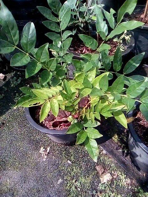 วิสทีเรีย (wisteria) ชำกิ่ง สีม่วง