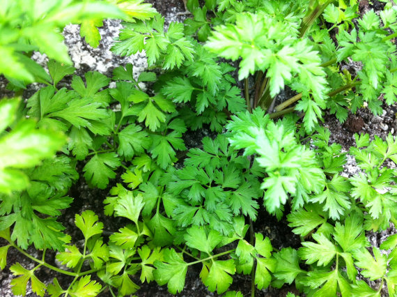 Green Parsley Petroselinum hortense Hoffm Curly leaf Hamburg
