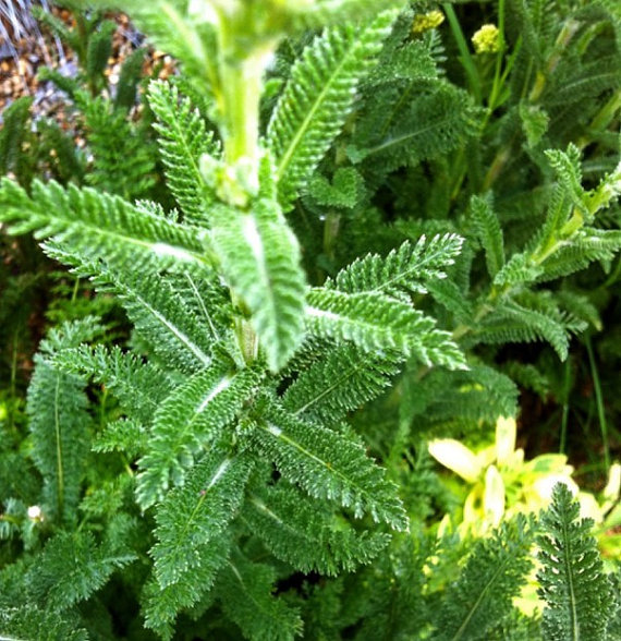 Achillea millefolium Yarrow Sneezewort Paprika mix Flower Bulk Seeds