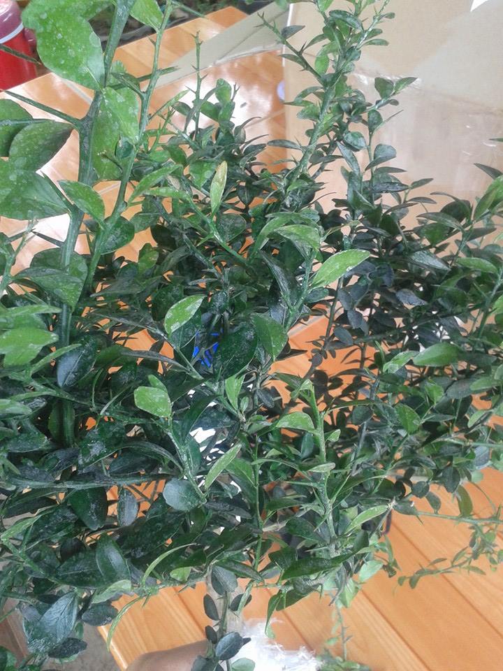 ต้นมะนาวนิ้วมือ (Finger Lime) เลือกสายพันธุ์ได้