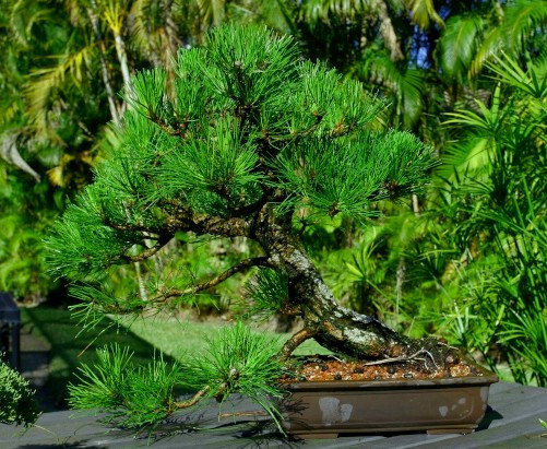 Pinus Elliottii Tree Shrub Seeds Slash Pine Bonsai Evergreen