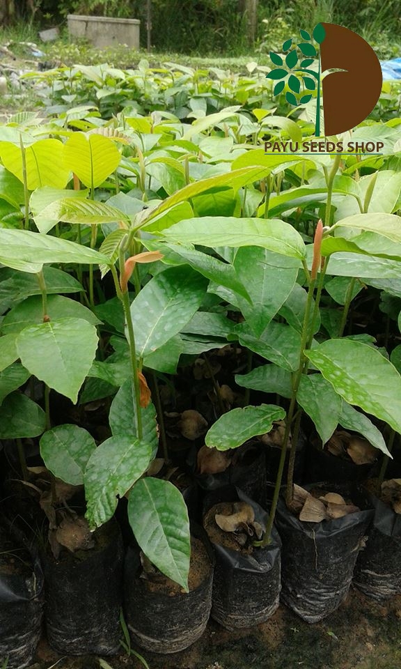 ต้นยางนา 100 ต้น รวมค่าส่งแล้ว