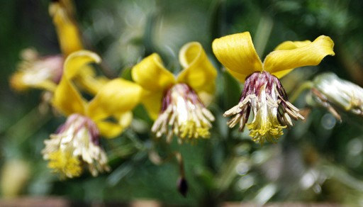 70000 เมล็ด 100 กรัม Clematis hybridas HELIOS Yellow Gold