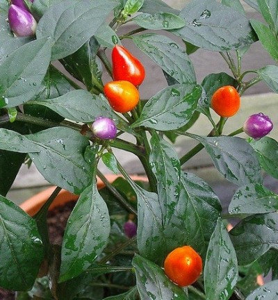 Bolivian Rainbow Chilli Chili Vegetable Seeds(20) เมล็ดพริก Bolivian Rainbow Chilli 20 เมล็ด