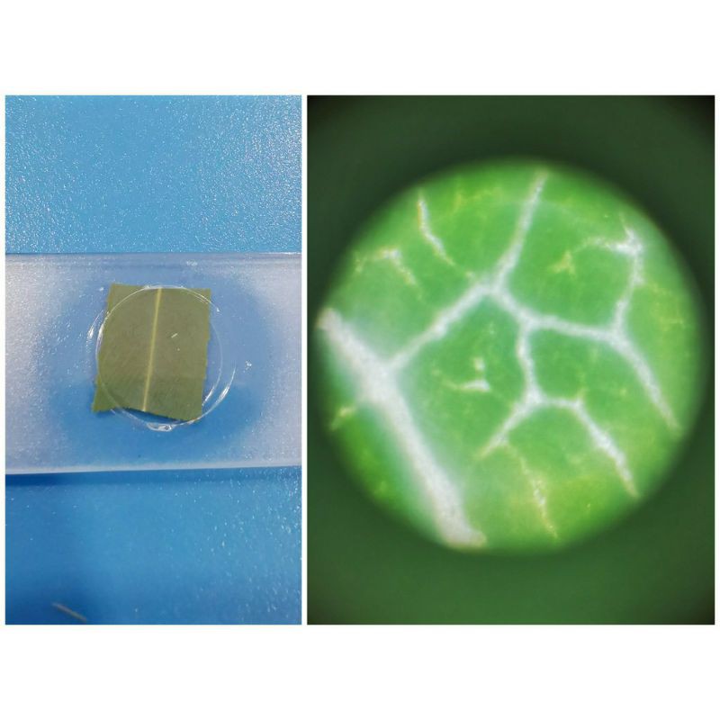 กล้องจุลทรรศน์เด็ก กล้องส่องเซลล์เด็ก อุปกรณ์เรียนรู้วิทยาศาสตร์เด็ก พร้อมส่งจากไทย