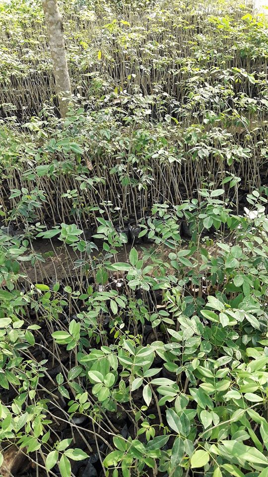 ต้นมะค่าโมง ชุดละ 100 ต้น รวมค่าส่งแล้ว