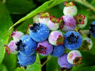 Blueberry Seeds(50) เมล็ดบูลเบอร์รี่ 50 เมล็ด
