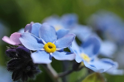 20000 เมล็ด 100 กรัม Forget Me Not Myosotis Garden