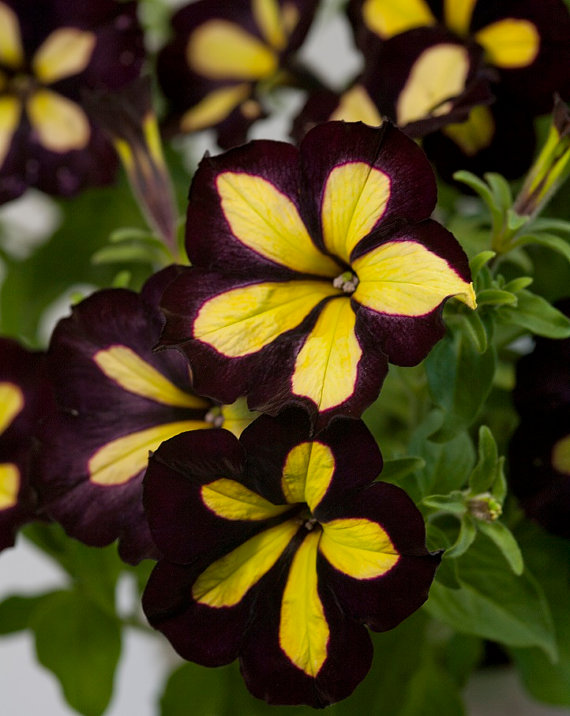 100 กรัม 250,000 เมล็ด Garden Petunia Grandiflora Hedgiflora Multiflora Stars