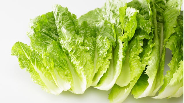 ผักสลัดกรีนโรม romaine lettuce
