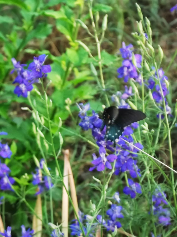 60000 เมล็ด 100 กรัม Consolida Orientalis Larkspur Knight's Spur Delphinium