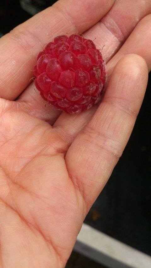 ต้นเรดราสเบอร์รี่ RED respberry
